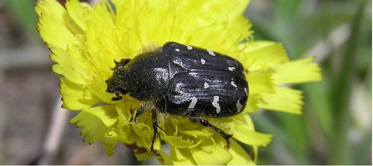 scarabeo-dei-fiori-gestione-dei-parassiti
