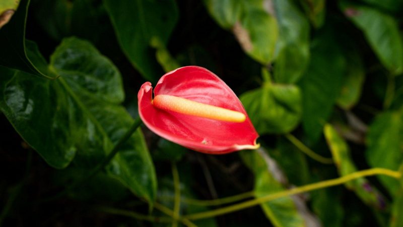 Anthurium, cura e coltivazione delle piante