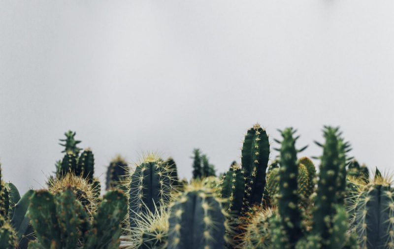 cactus-cura-delle-piante-guida-alla-coltivazone