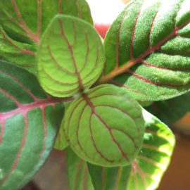 Fittonia, foglie scolorite ARM IT Community