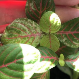 Fittonia, foglie scolorite ARM IT Community