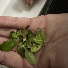 Bonsai, macchie nere sulle foglie, che poi cadono ARM IT Community