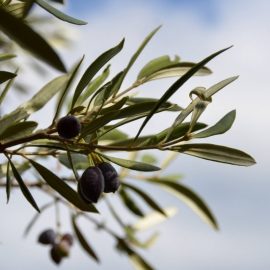 olivo-cura-delle-piante-guida-alla-coltivazone