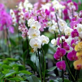 orchidea-generi-comuni-specie
