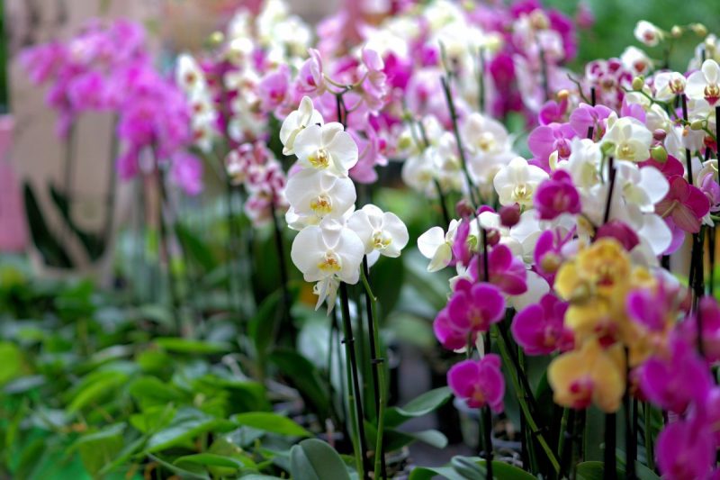 Orchidea, cura delle piante e guida alla coltivazione