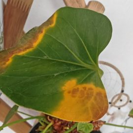 Anthurium, foglie secche e ingiallite ARM IT Community