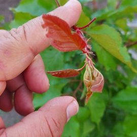 Alberi da frutto (ciliegio e albicocco) foglie rossastre in cima ARM IT Community