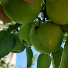 Albero di mele con parassiti – carpocapsa ARM IT Community