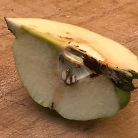 Albero di mele cotogne – frutti con una striscia nera ARM IT Community