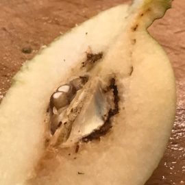 Albero di mele cotogne – frutti con una striscia nera ARM IT Community