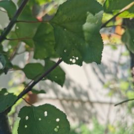 Albicocco in autunno – foglie secche e arricciate ARM IT Community