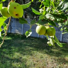 Perche la maggior parte delle mele cade o si deteriora sull’albero? ARM IT Community