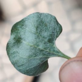 Phlox e altre piante decorative – trattamenti contro i parassiti ARM IT Community