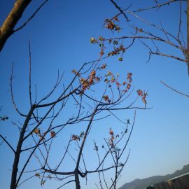 Trattamento con foglie rosse per alberi di albicocco/salvare alberi di albicocco secchi ARM IT Community