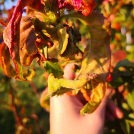 Trattamento con foglie rosse per alberi di albicocco/salvare alberi di albicocco secchi ARM IT Community