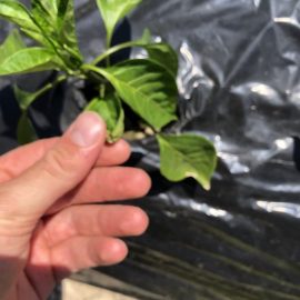 Trattamento per peperoni con foglie essiccate ARM IT Community