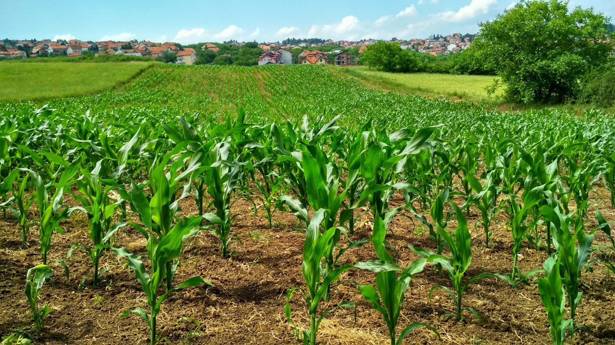 kukurydza-zwyczajna