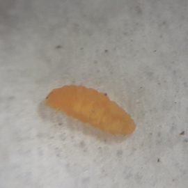 Malina zaatakowana przez żółte robaczki ARM PL Community