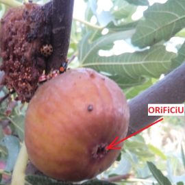 Owoce fig zaatakowane przez owady ARM PL Community