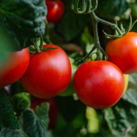 Pomidor-planting-growing-harvesting
