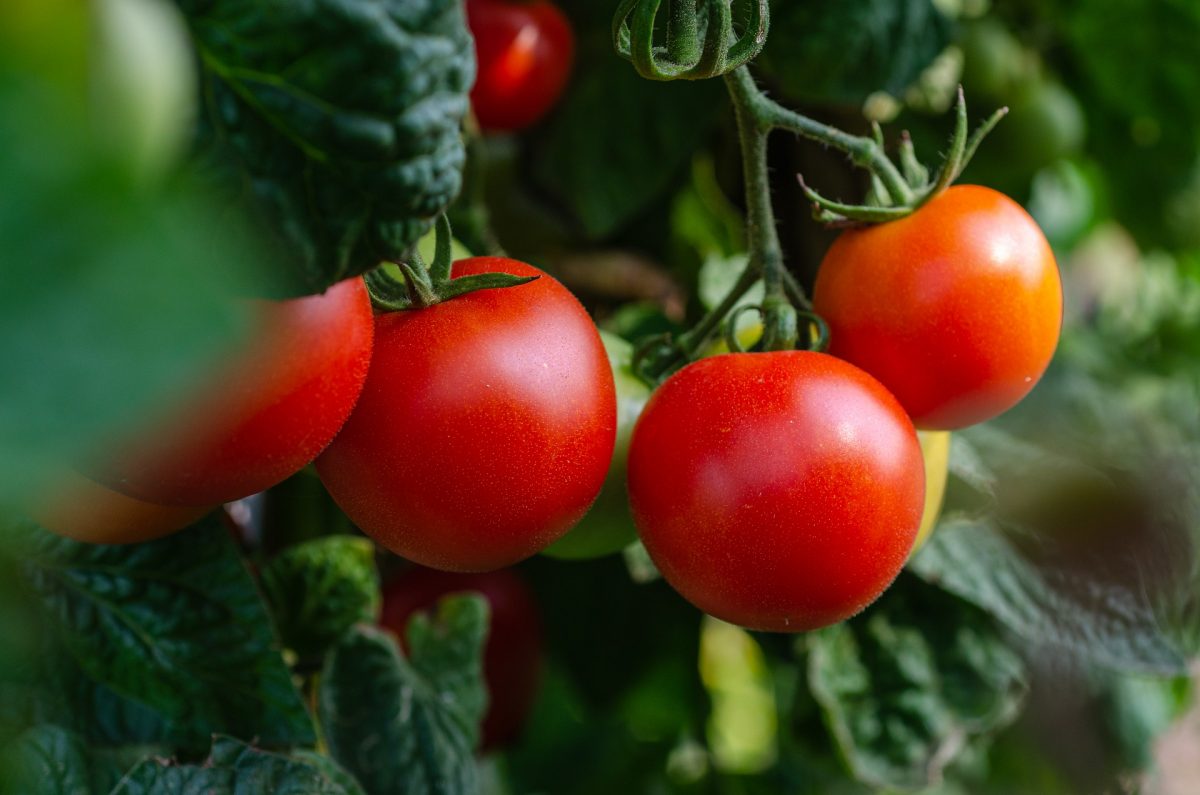 Pomidor, informacje dotyczące uprawy
