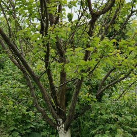 Drzewo morelowe ze zwiędłymi liśćmi ARM PL Community