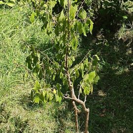 Drzewo śliwy, wysuszone liście z powodu upałów ARM PL Community
