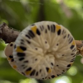 Duża gąsienica na wiśniowym drzewie ARM PL Community