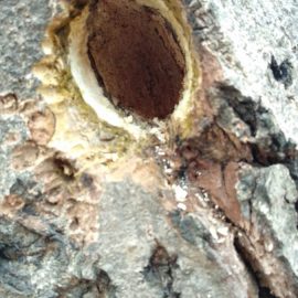Dzięcioł dziurawi pień drzewa orzechowego ARM PL Community
