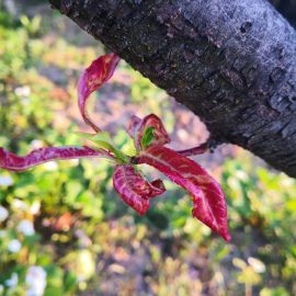 Leczenie czerwonych liści drzew morelowych / ratowanie suchych drzew morelowych ARM PL Community