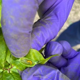Śliwa – pomarańczowe larwy w liściach ARM PL Community