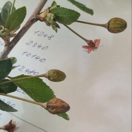 Wiśnia odmiany Łutówka – uszkodzone owoce ARM PL Community