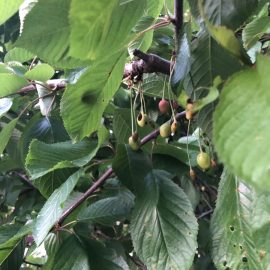 Wiśnia – przyczyny opadania owoców ARM PL Community