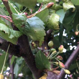 Wiśnia – przyczyny opadania owoców ARM PL Community