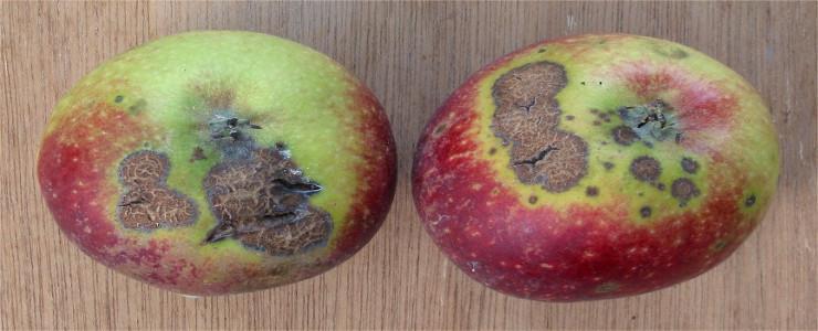 Parch jabłoni (Venturia inaequalis) - identyfikacja i zwalczanie