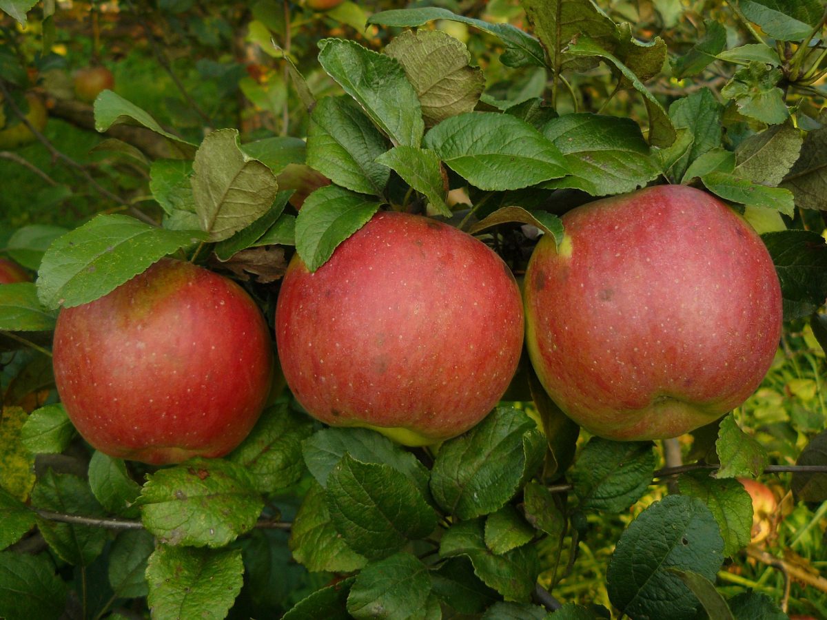 Jabłoń, zabiegi, zwalczanie szkodników i chorób