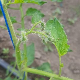 Beli insekti na paradajzu ARM RS Community