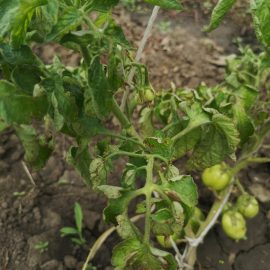 Tretmani za paradajz i papriku ARM RS Community