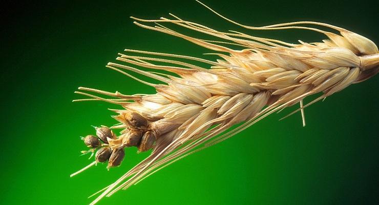 Patuljasta glavnica pšenice