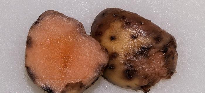 Rak stabla krompira (Pectobacterium atrosepticum) - identifikujte i kontrolišite