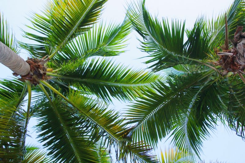 Drvo Palme, nega biljaka i vodič za negu