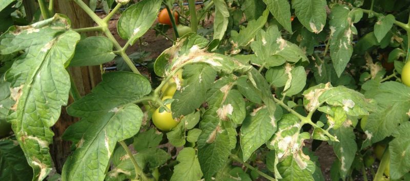 Lisni mineri paradajza - kontrola štetočina