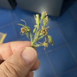 Cvetovi paradižnika se sušijo ARM SI Community