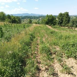 Krompir, nepravilno uporabljen herbicid ARM SI Community