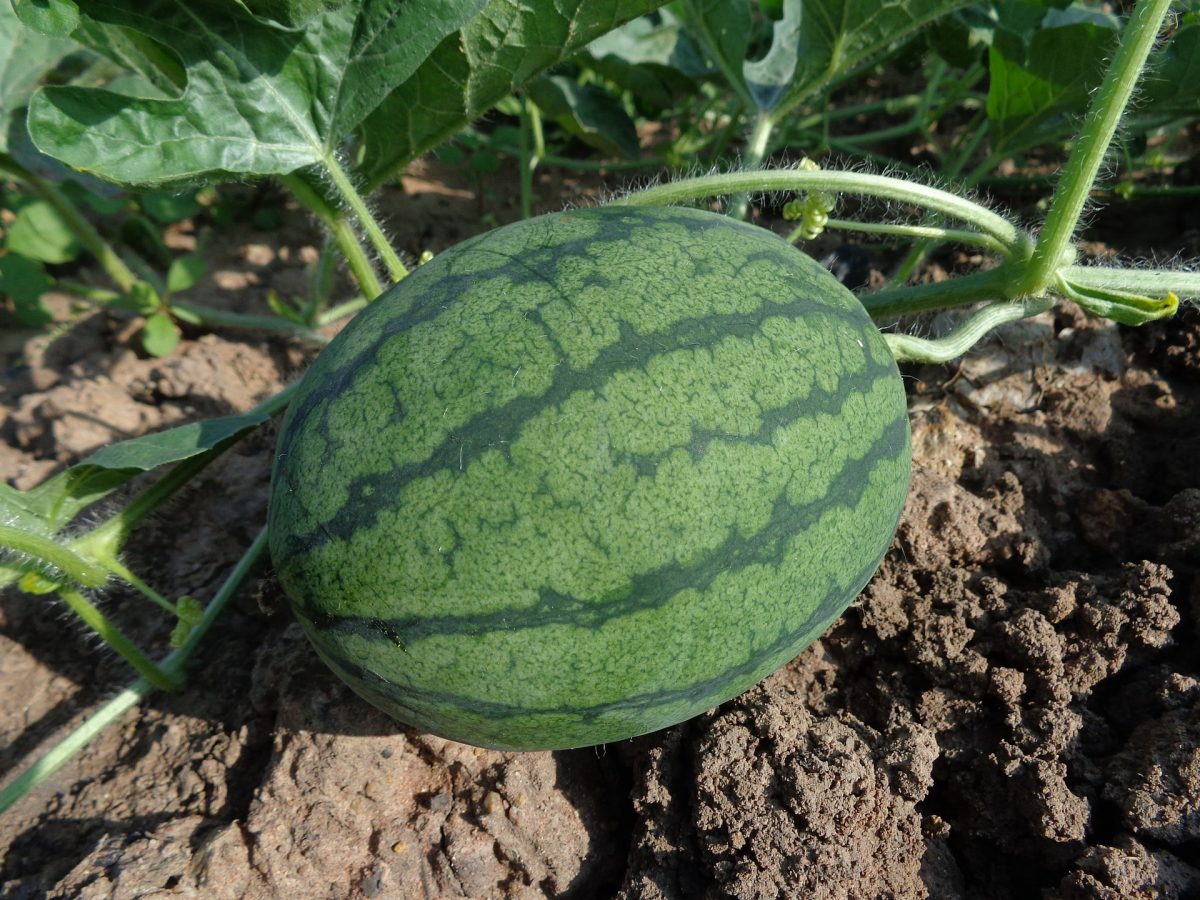 Melone, obdelave proti škodljivcem in boleznim