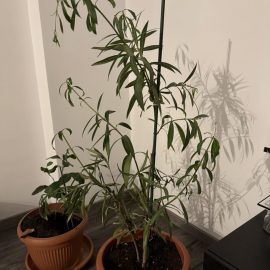 Oleander, suhi bazalni listi in povešene veje ARM SI Community