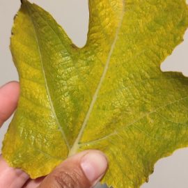 Zakaj se listi fige sušijo? Kako izboljšati zemljo? ARM SI Community