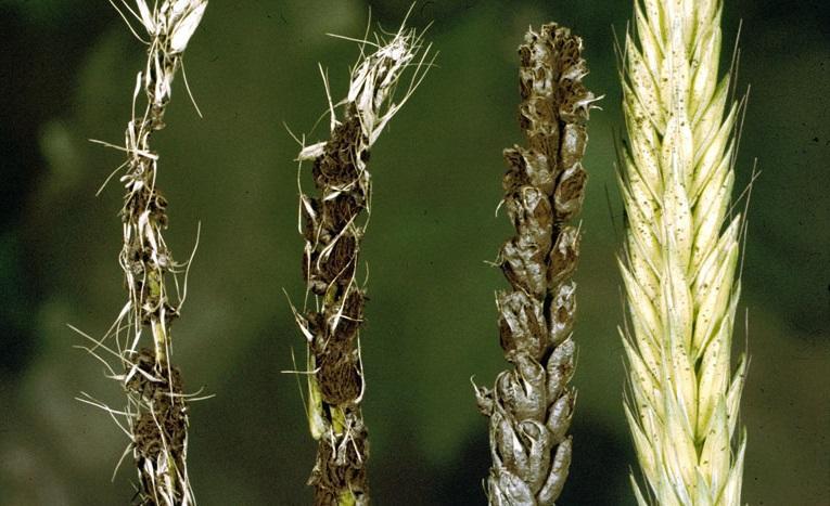 Strnad pšenice - prepoznavanje in boj proti pojavu