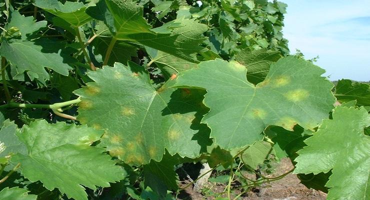 Peronospora vinske trte (Plasmopara viticola) - prepoznavanje in nadzor