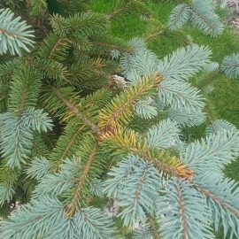 Iglavci in grmičevje, Picea pungens super blue, iglice so rumenkaste barve ARM SI Community